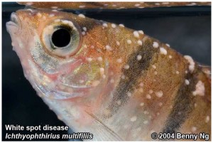 Ихтиофтиридиоз у аквариумных рыб