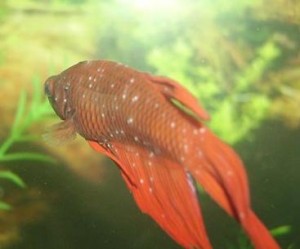 Рыбка-петушок заболевшая ихтиофтириозом